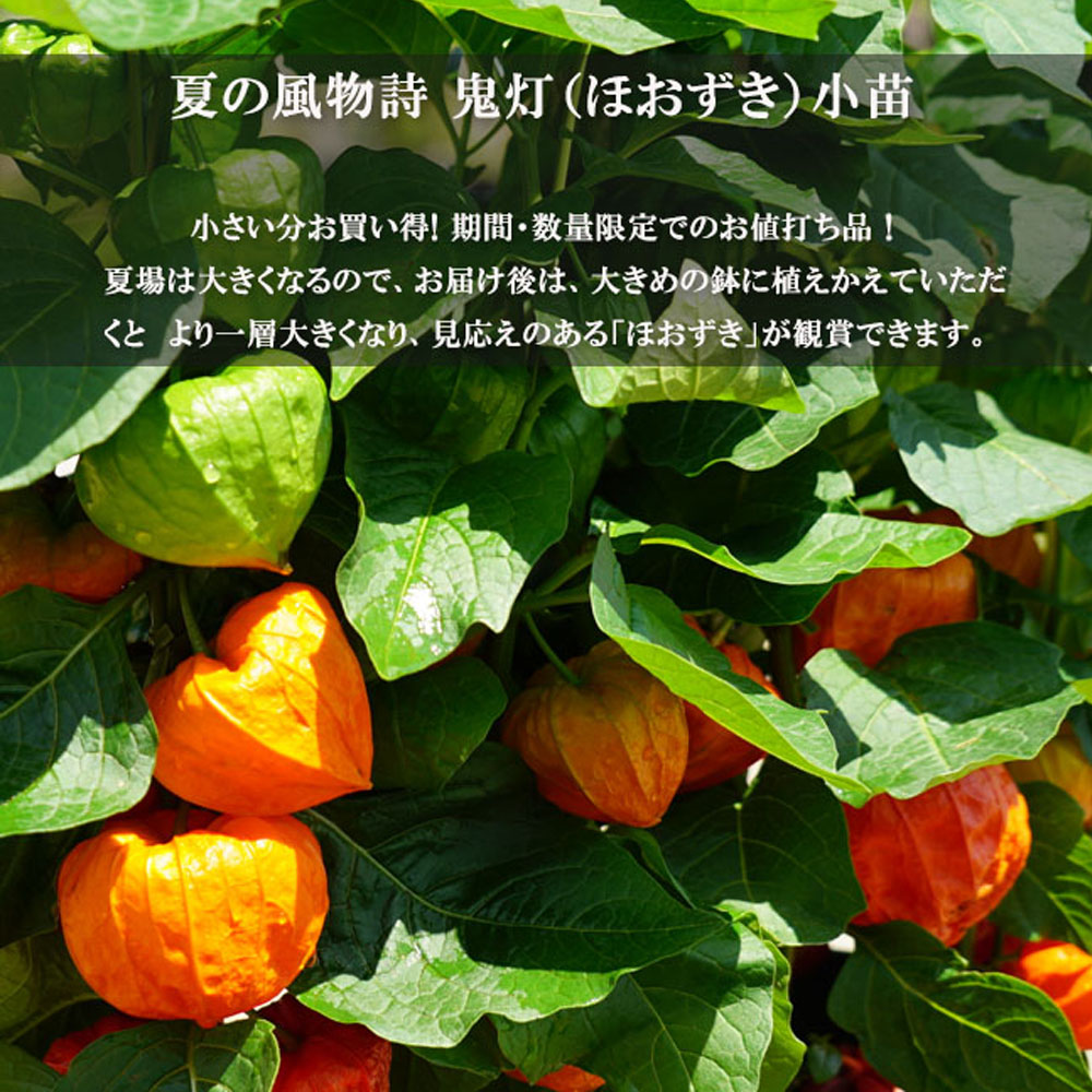 ほおずき 4.5号ポット苗