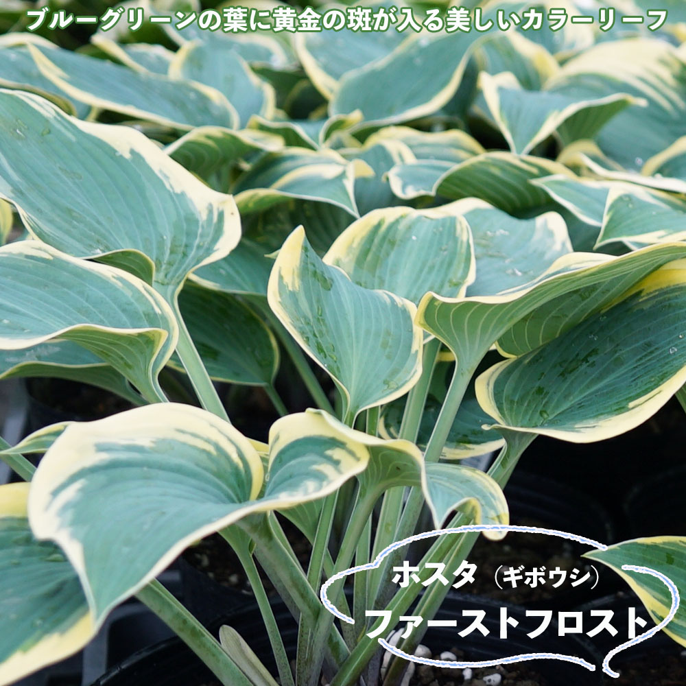 ファーストフロスト