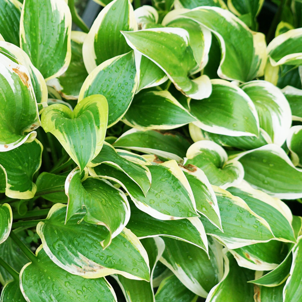 ホスタ クイーンジョセフィーヌ 1