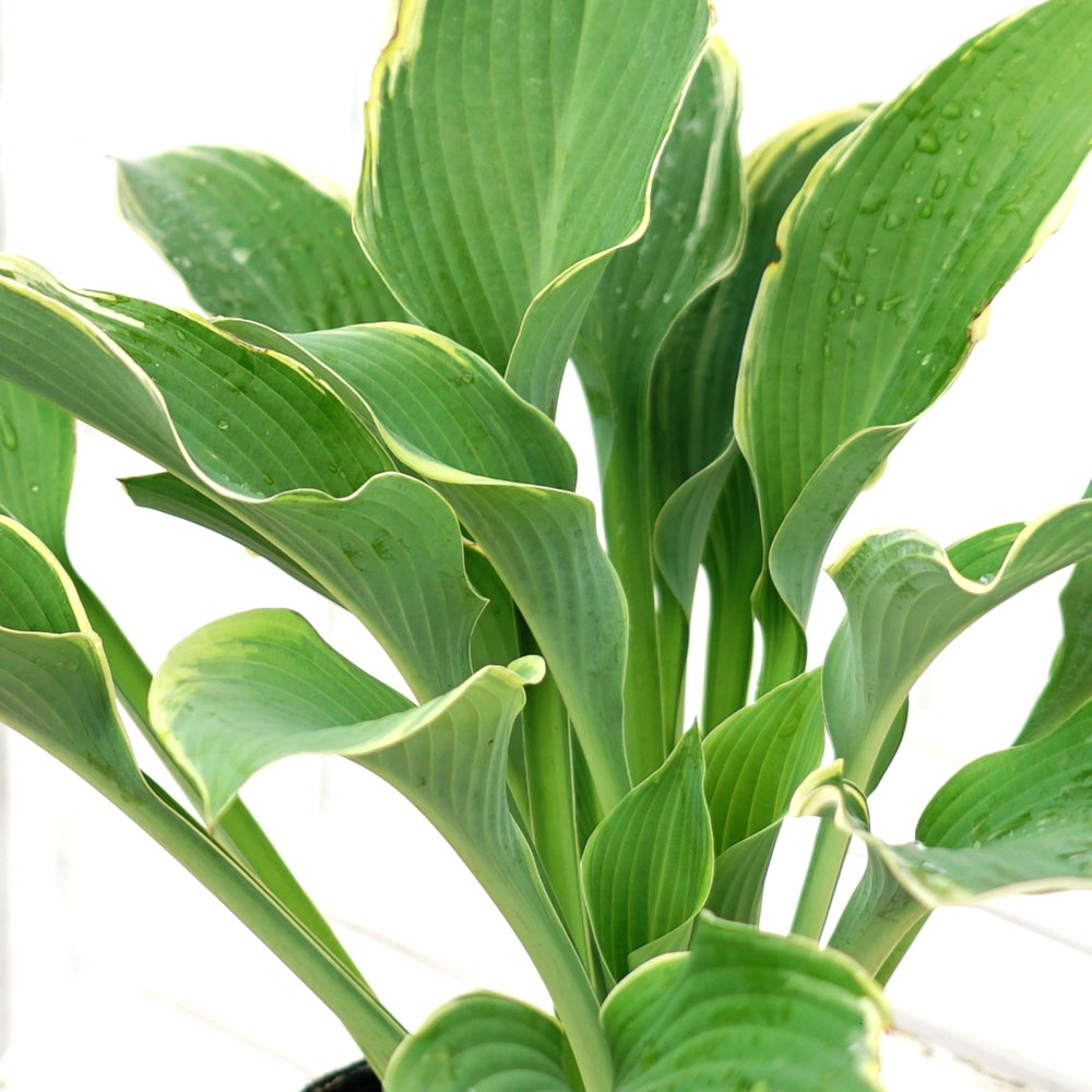 ホスタ リーガルスプレンダー 1