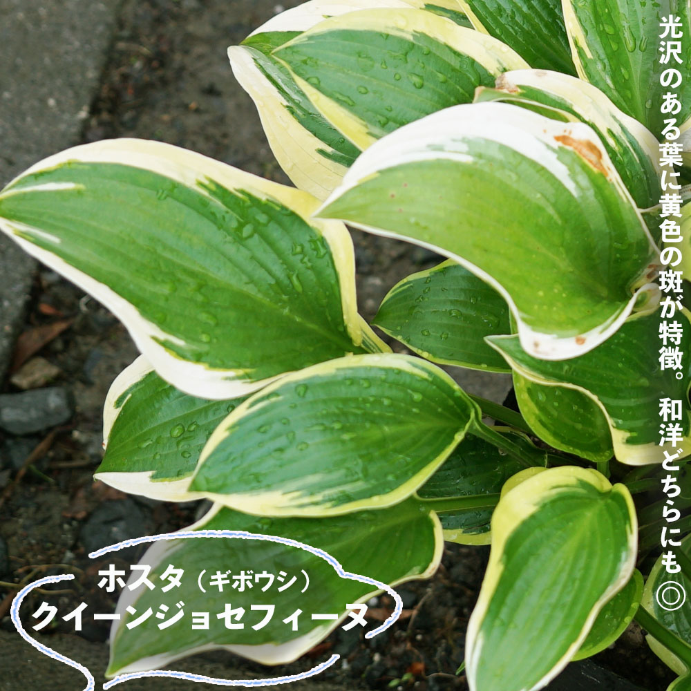 ホスタ クイーンジョセフィーヌ 