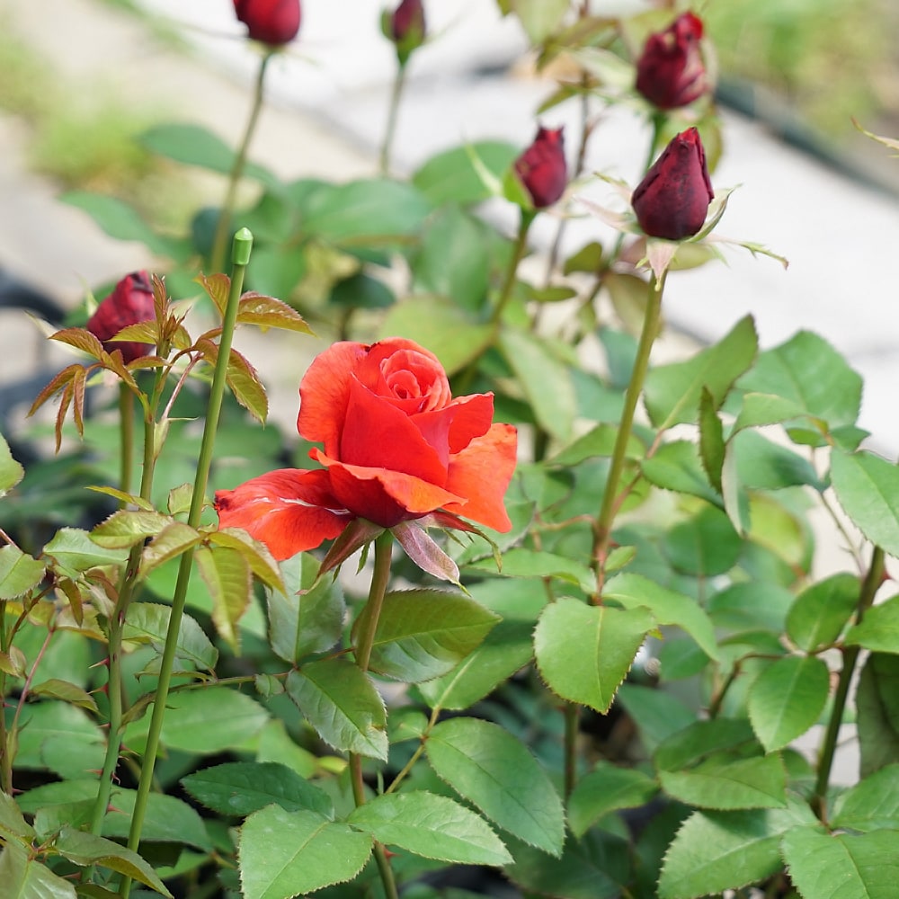 バラ ドフトポルケ 1