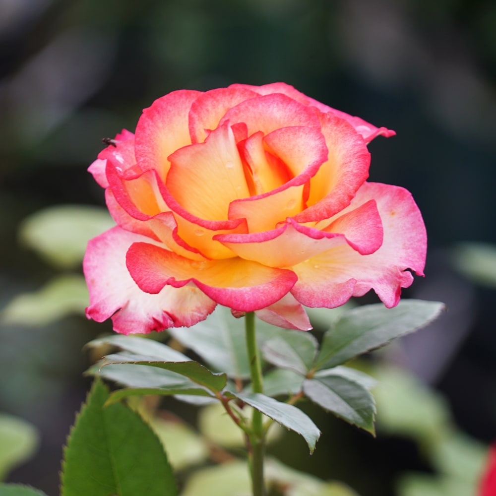 バラ レオフィレ 2