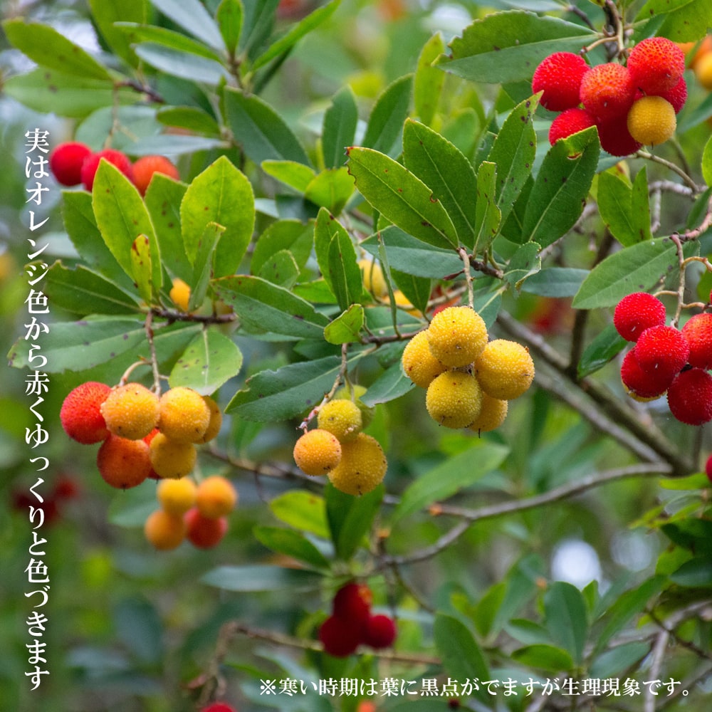 ヒメイチゴノキ