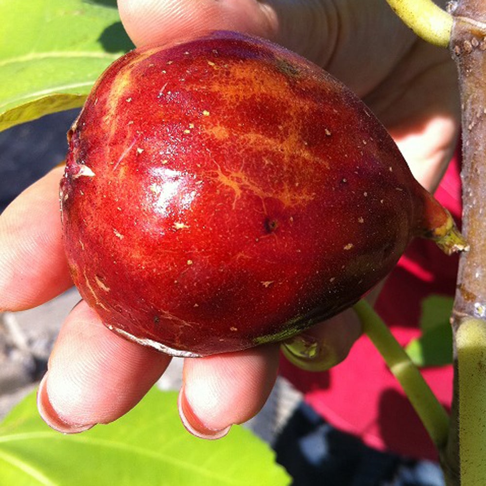 イチジク ドーフィン 