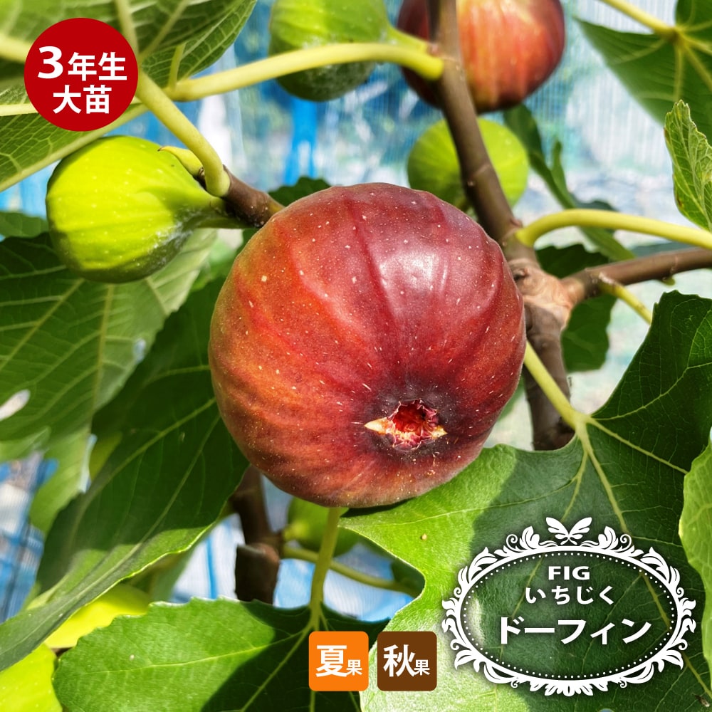 イチジク ドーフィン 