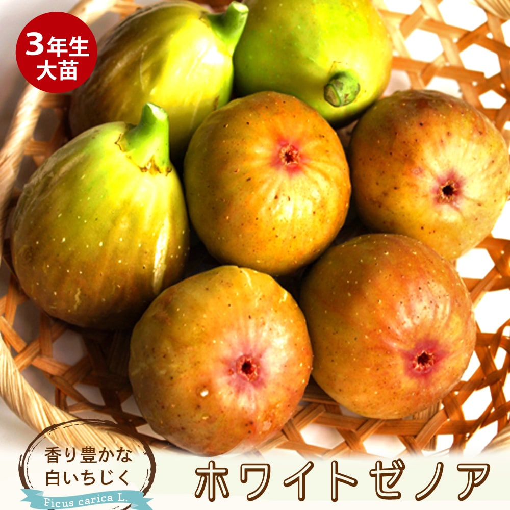 イチジク ホワイトゼノア 