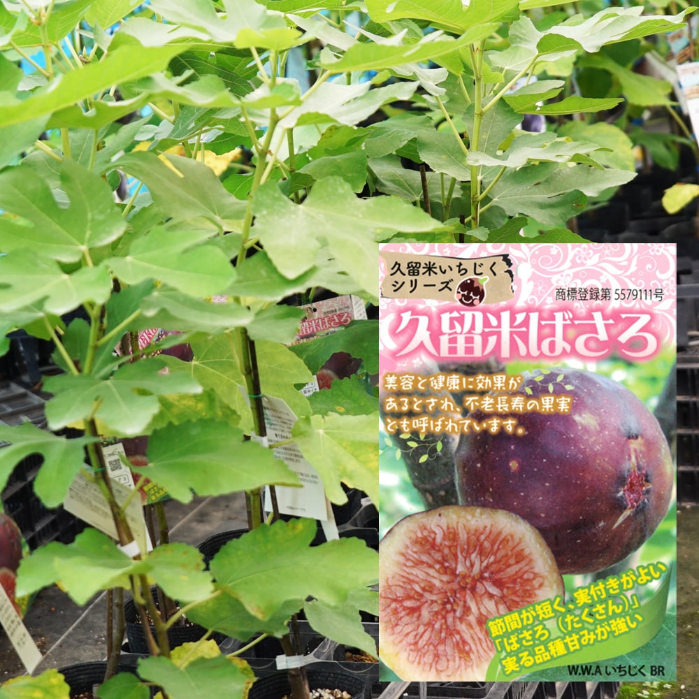 イチジク 久留米ばさろ 