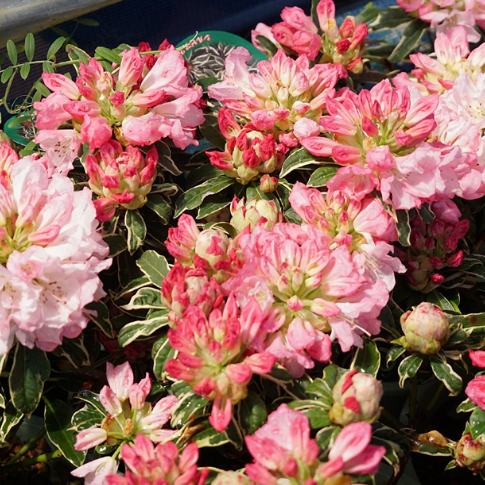 シャクナゲ シルビア21 2