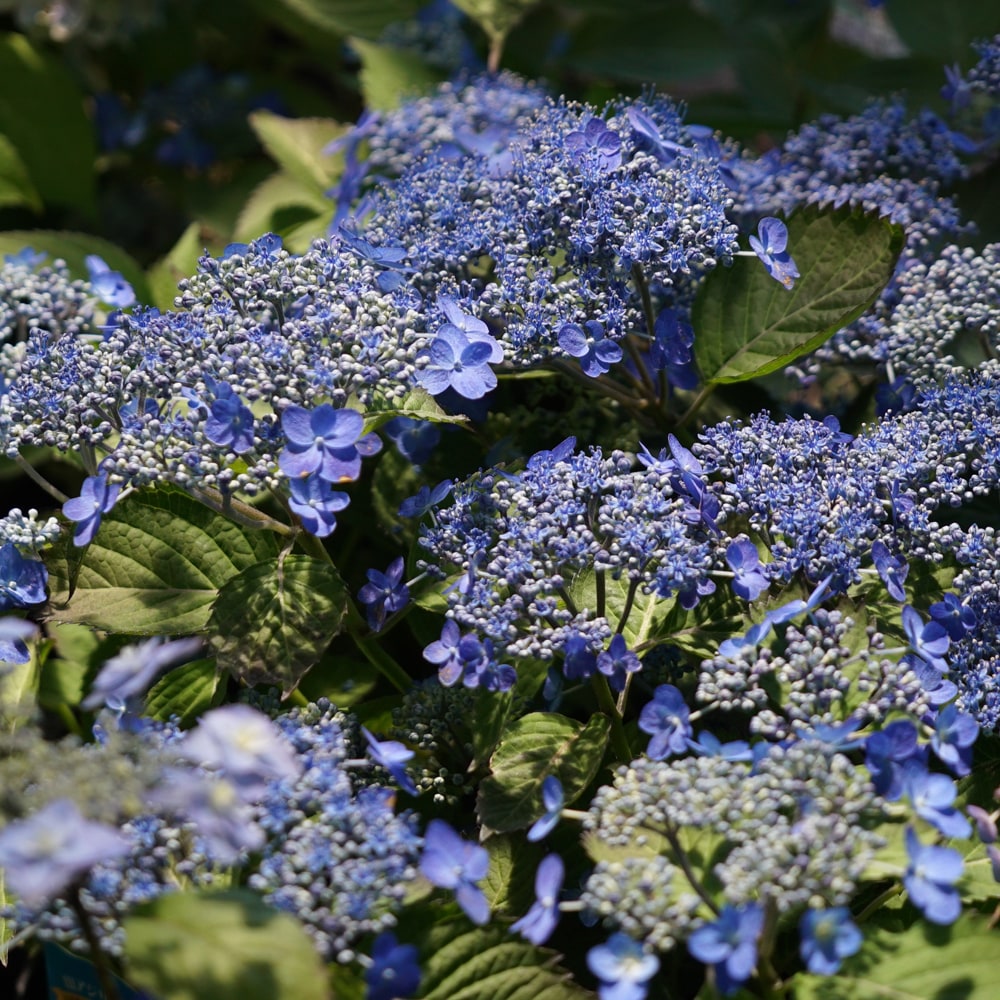 アジサイ 海峡 4