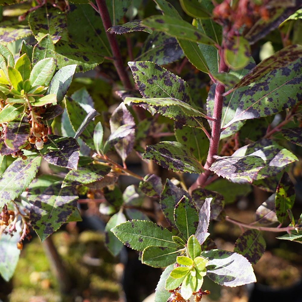 イチゴノキ 赤花ヒメイチゴノキ 3