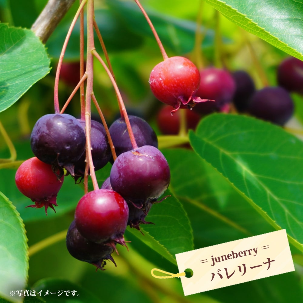 ジューンベリー バレリーナ 