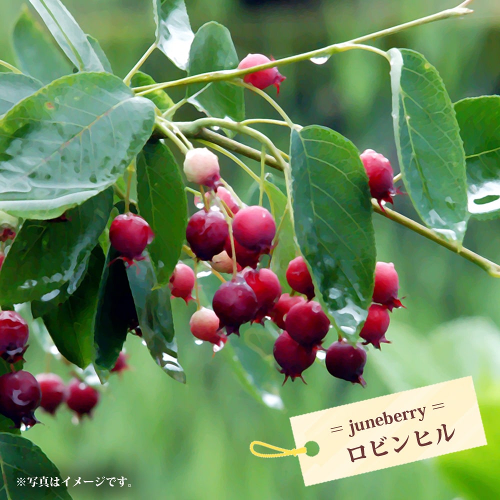ジューンベリー ロビンヒル 