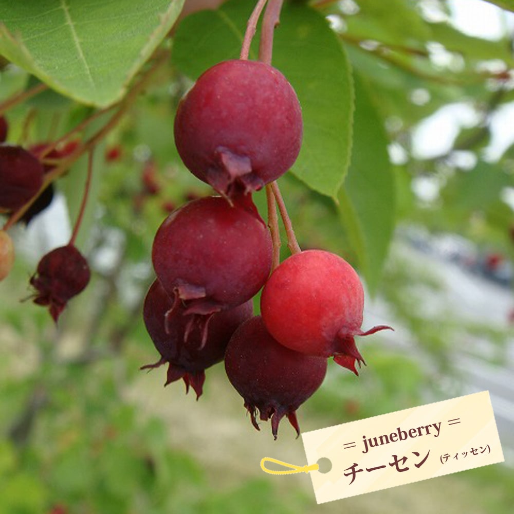ジューンベリー チーセン 