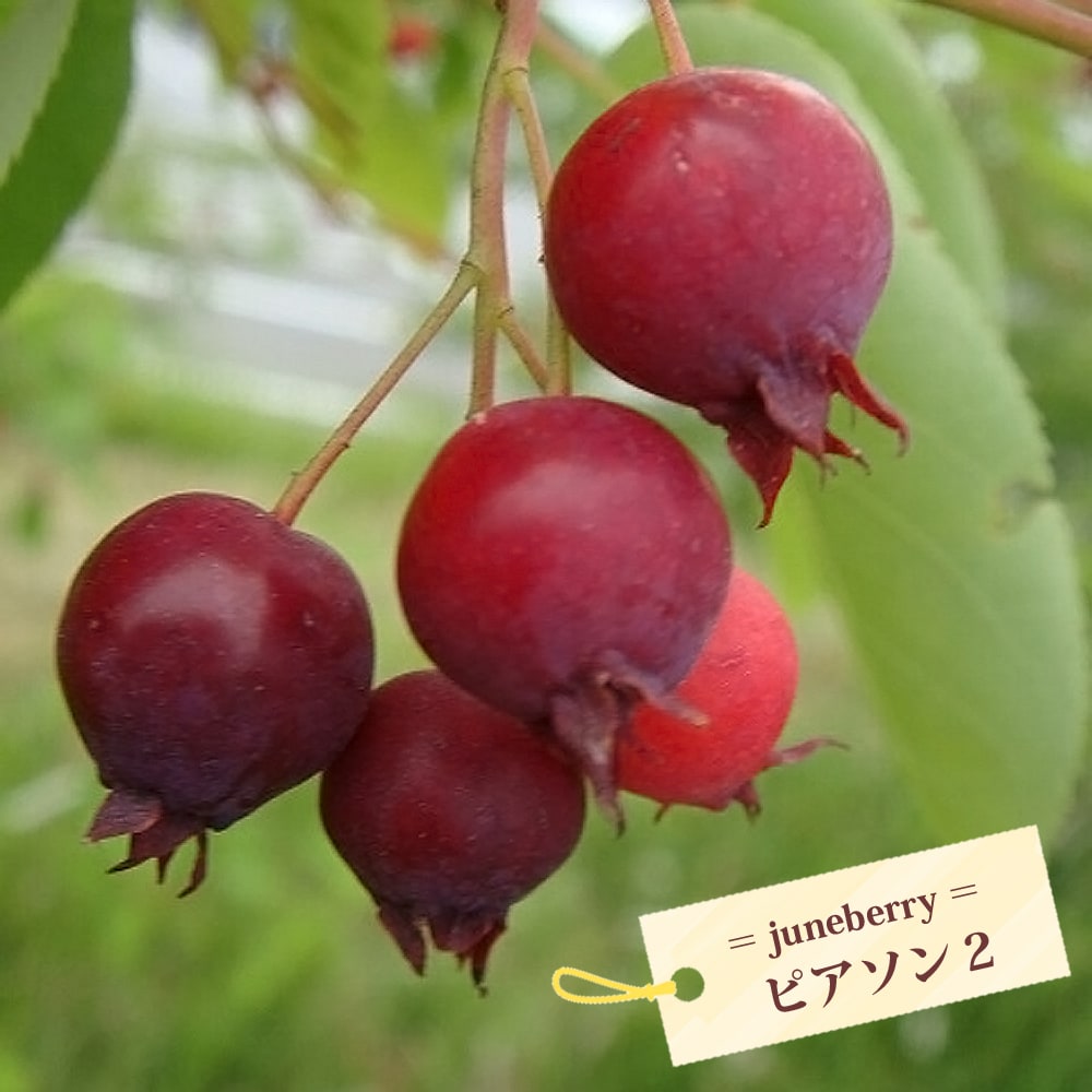 ジューンベリー ピアソン２ 