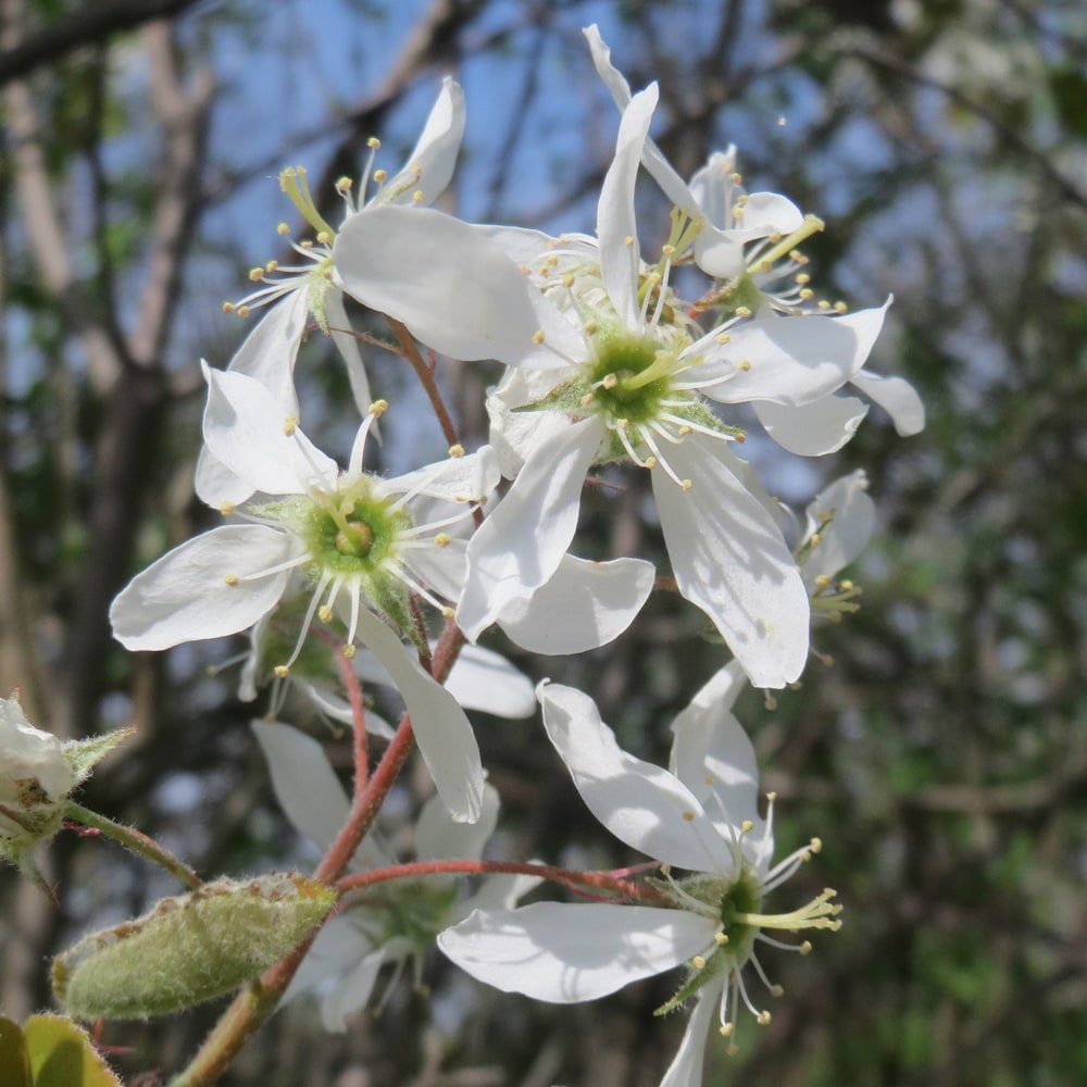 ジューンベリーの花