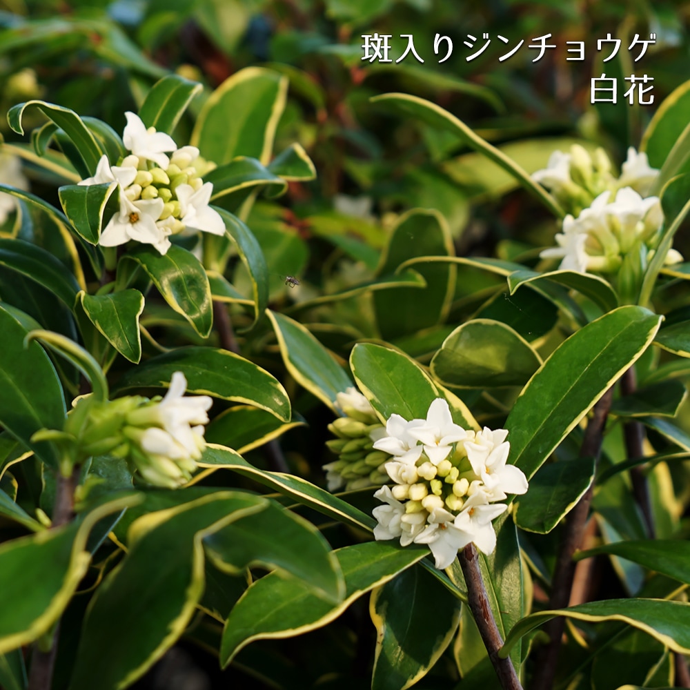 ジンチョウゲ 斑入り 白花 3
