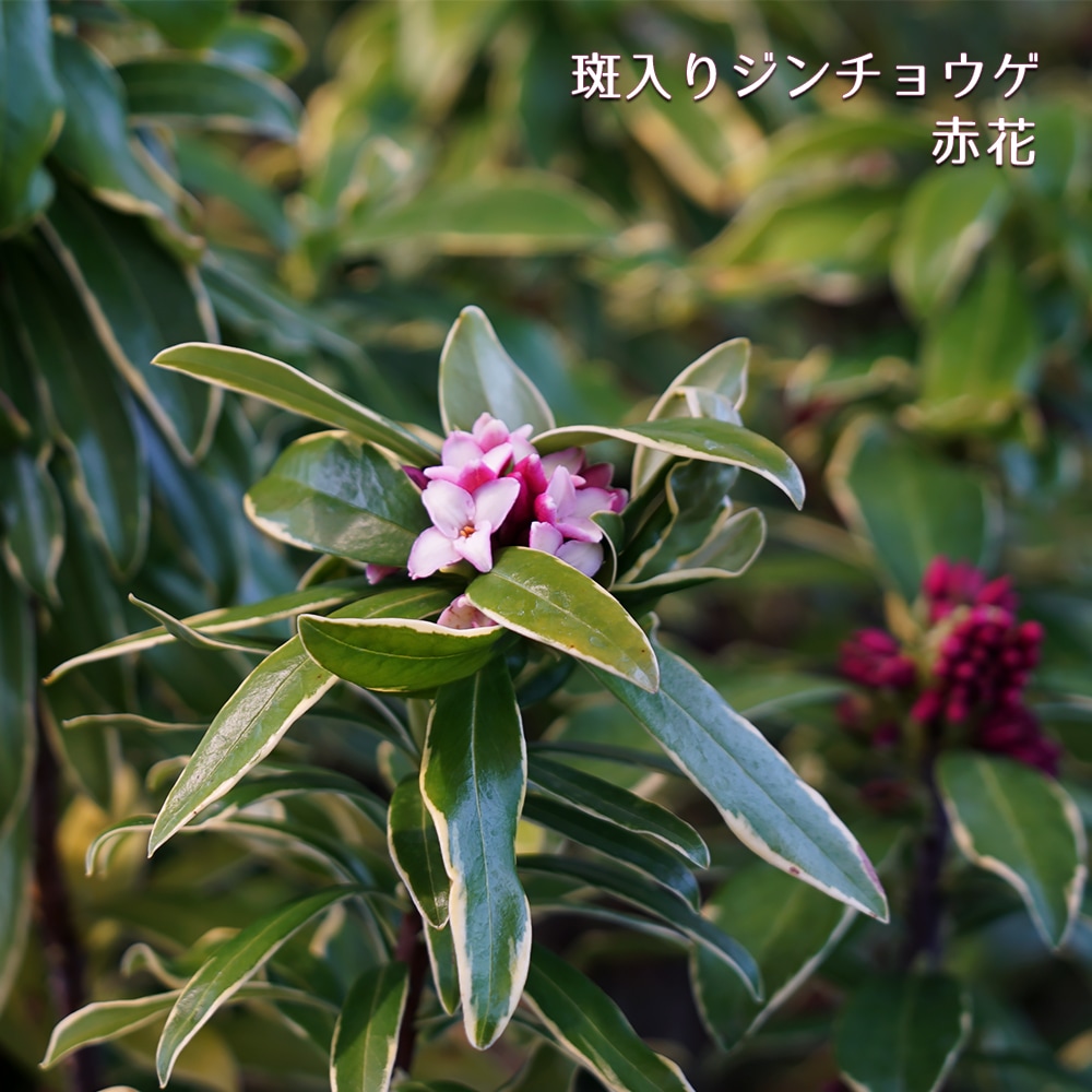ジンチョウゲ 斑入り 赤花 1