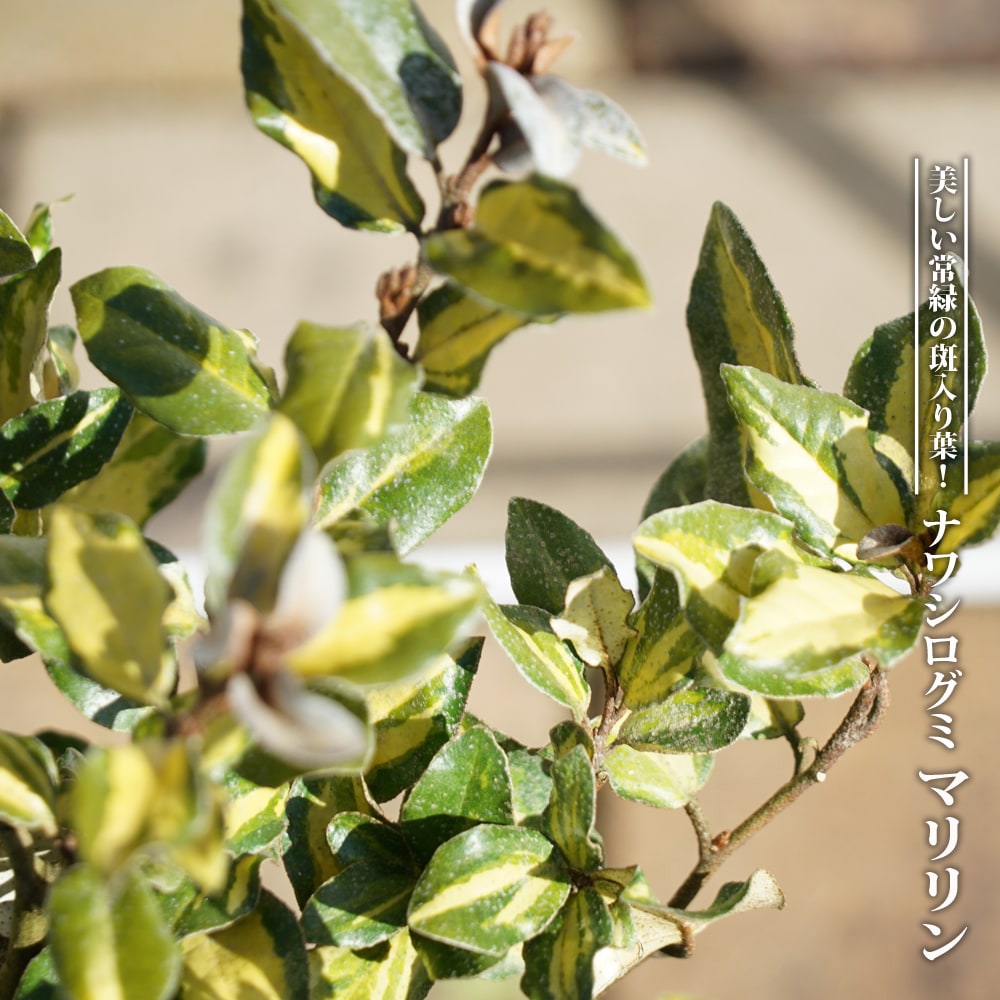 ナワシログミ マリリン 