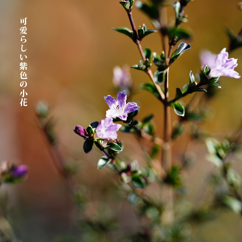 ハクチョウゲ 斑入り 赤花 1