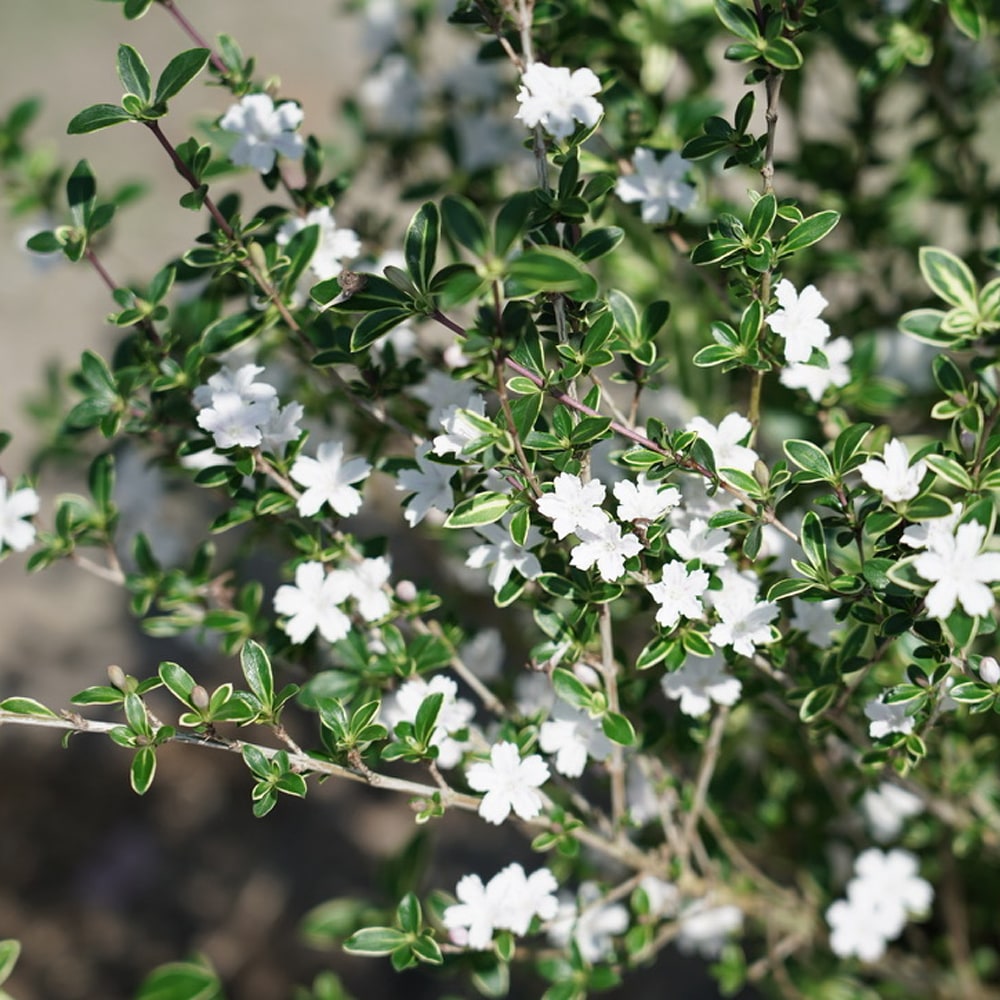 ハクチョウゲ  白花 5