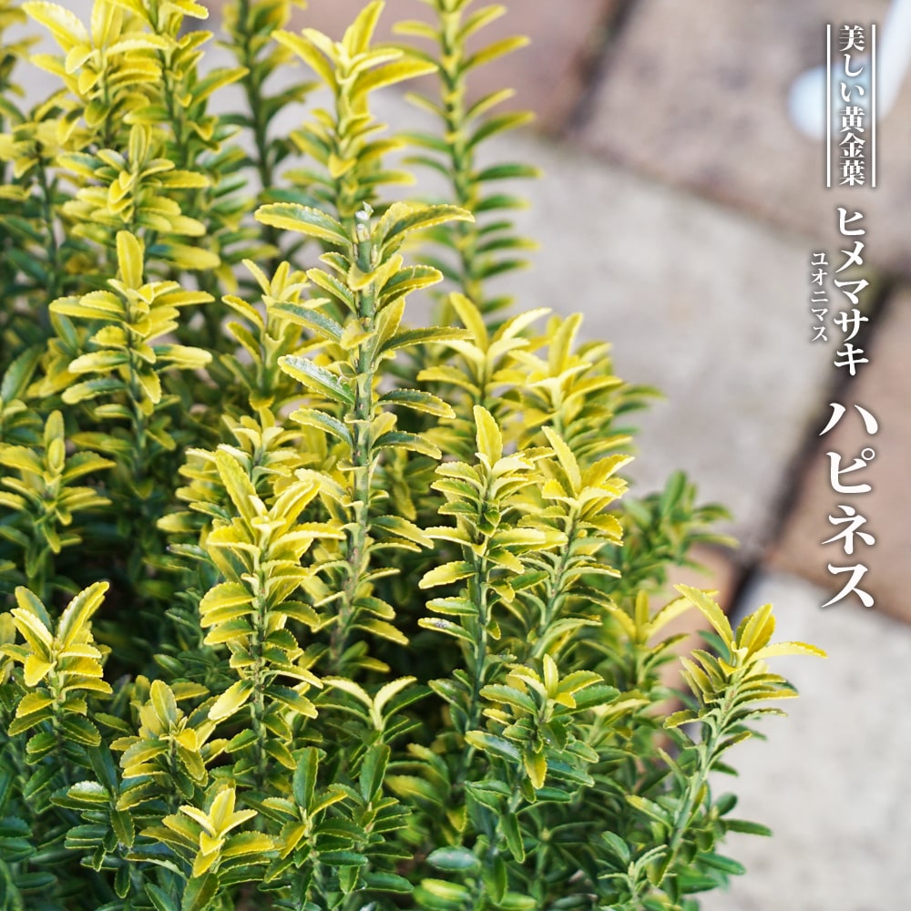 ヒメマサキ ハピネス 