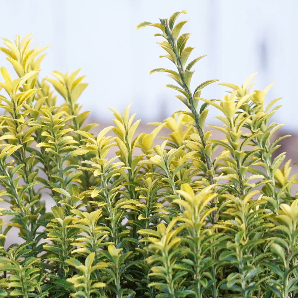 ヒメマサキ ハピネス 1