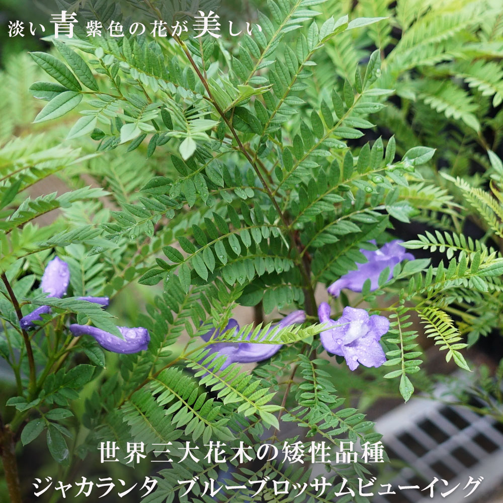 ジャカランダ ブルーブロッサムビューイング 