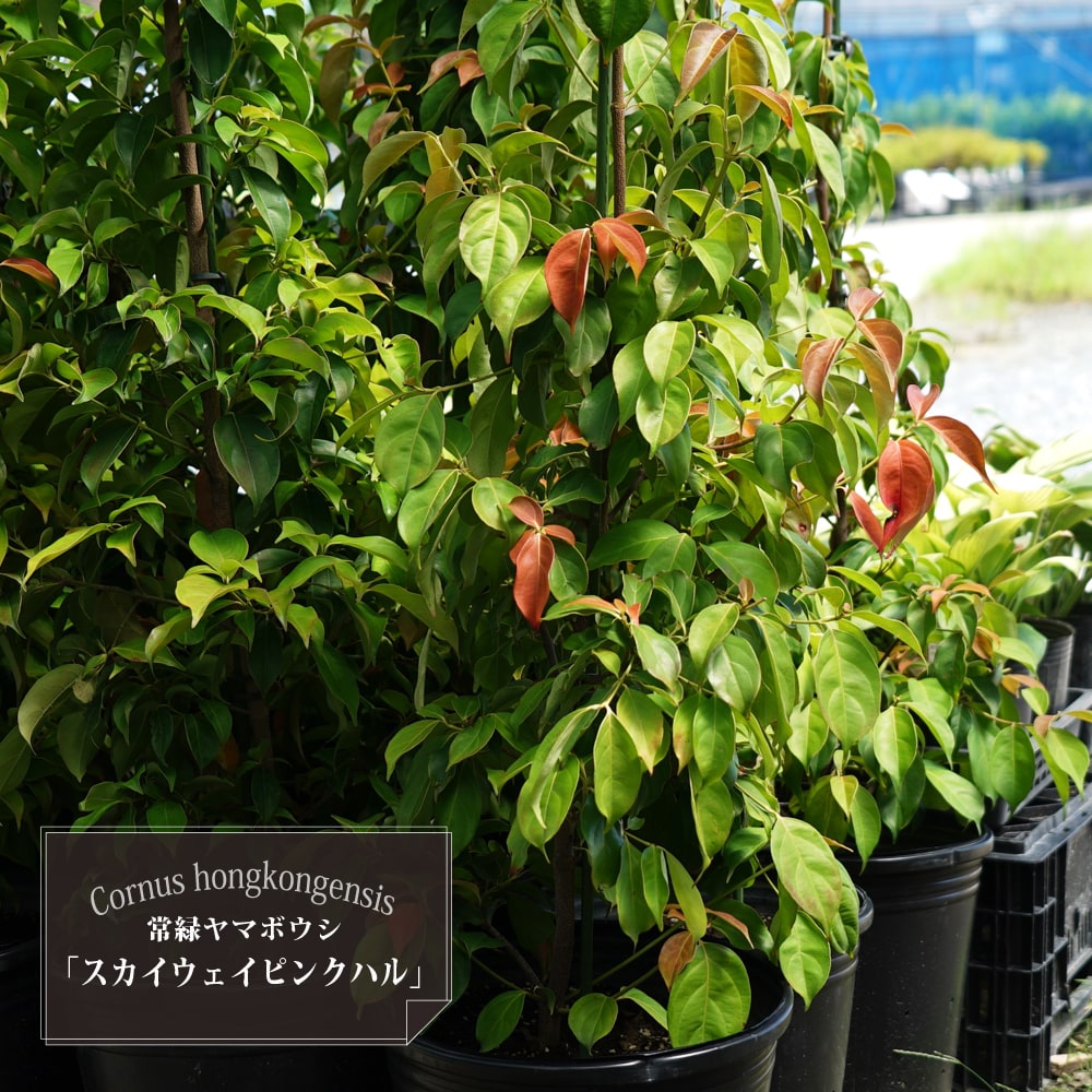 常緑ヤマボウシ スカイウェイピンクハル 苗 販売 苗木部 By 花ひろば