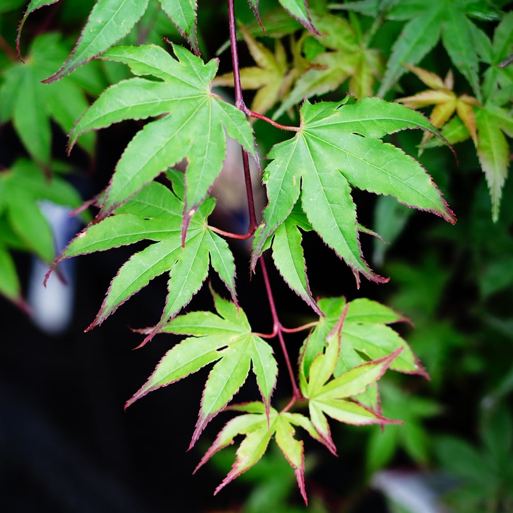 カエデ・もみじ 爪紅 4