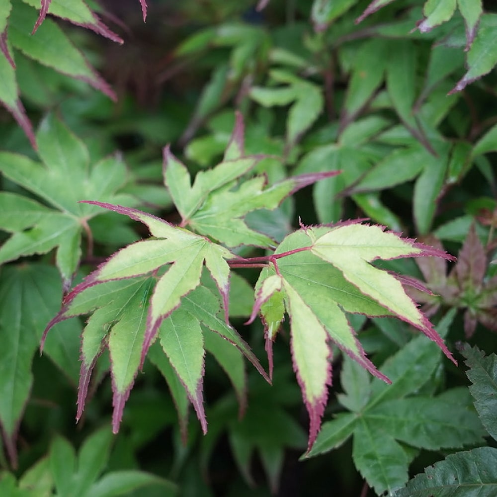 カエデ・もみじ 爪紅 5
