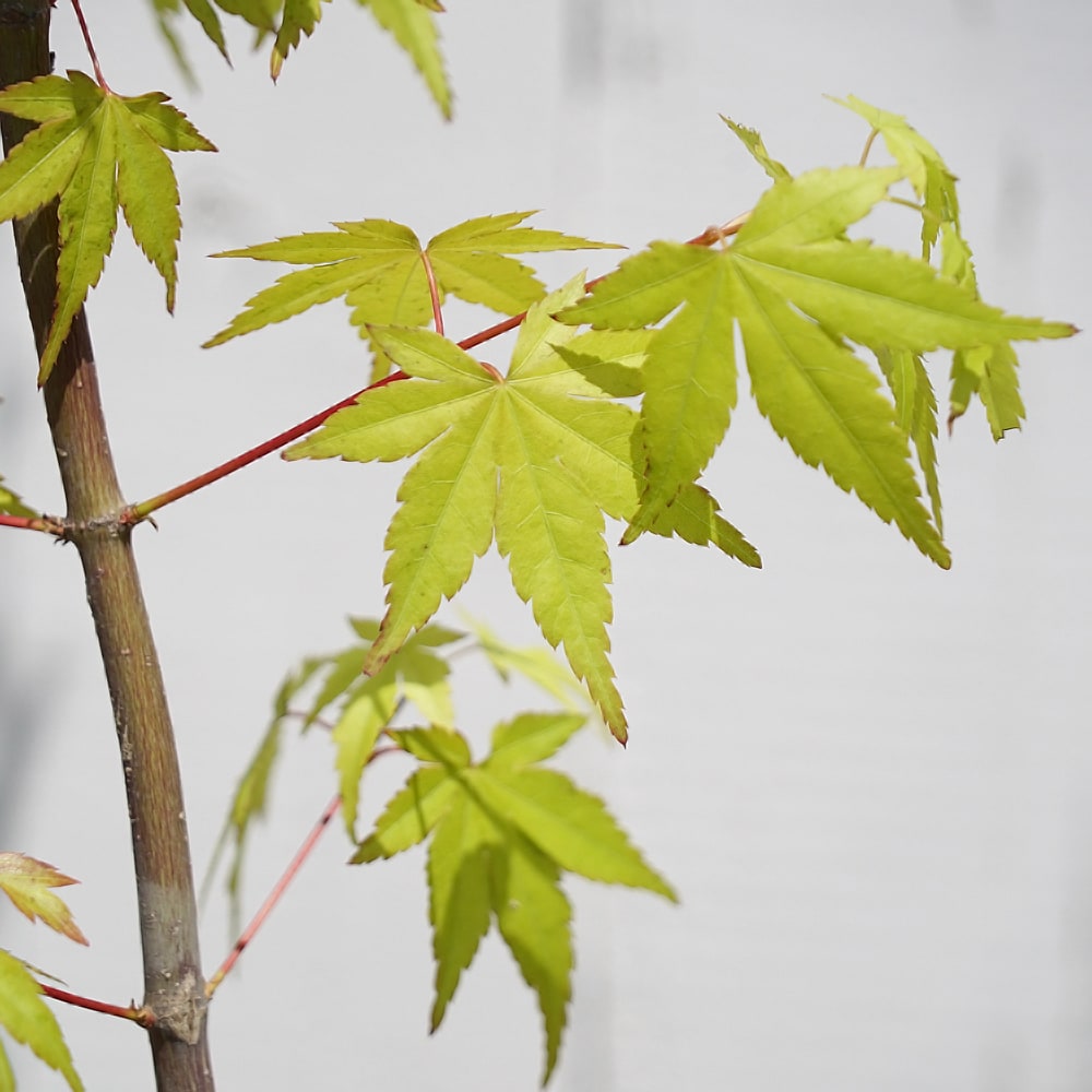 カエデ・もみじ イロハモミジ系 茜の通販 苗木部 By 花ひろばオンライン