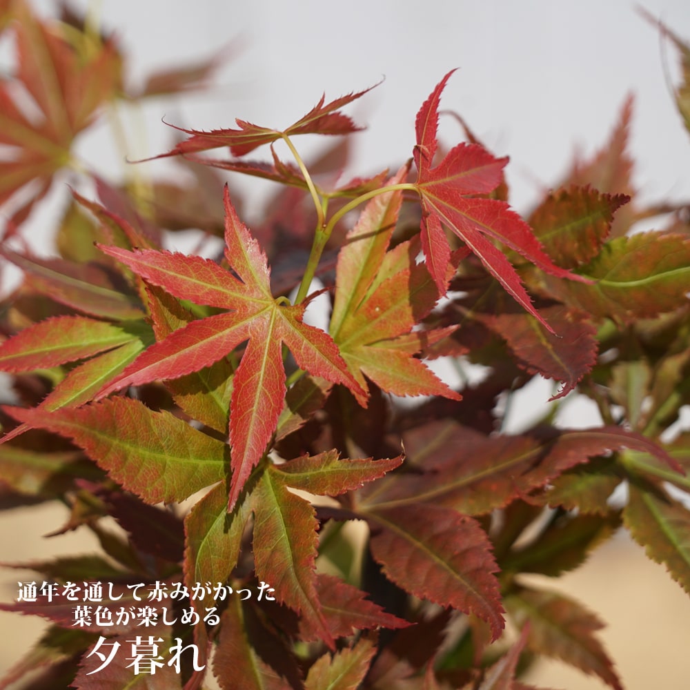 モミジ 夕暮れ 3