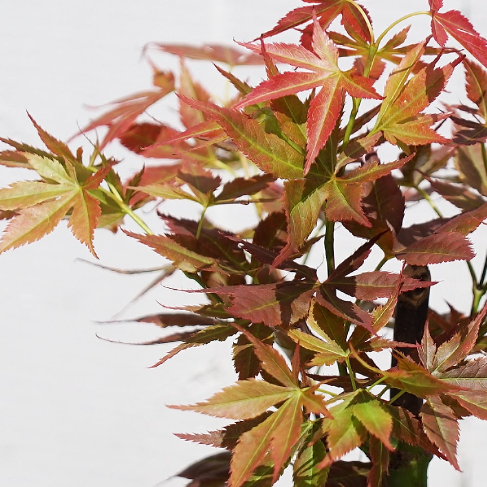 モミジ 夕暮れ 2