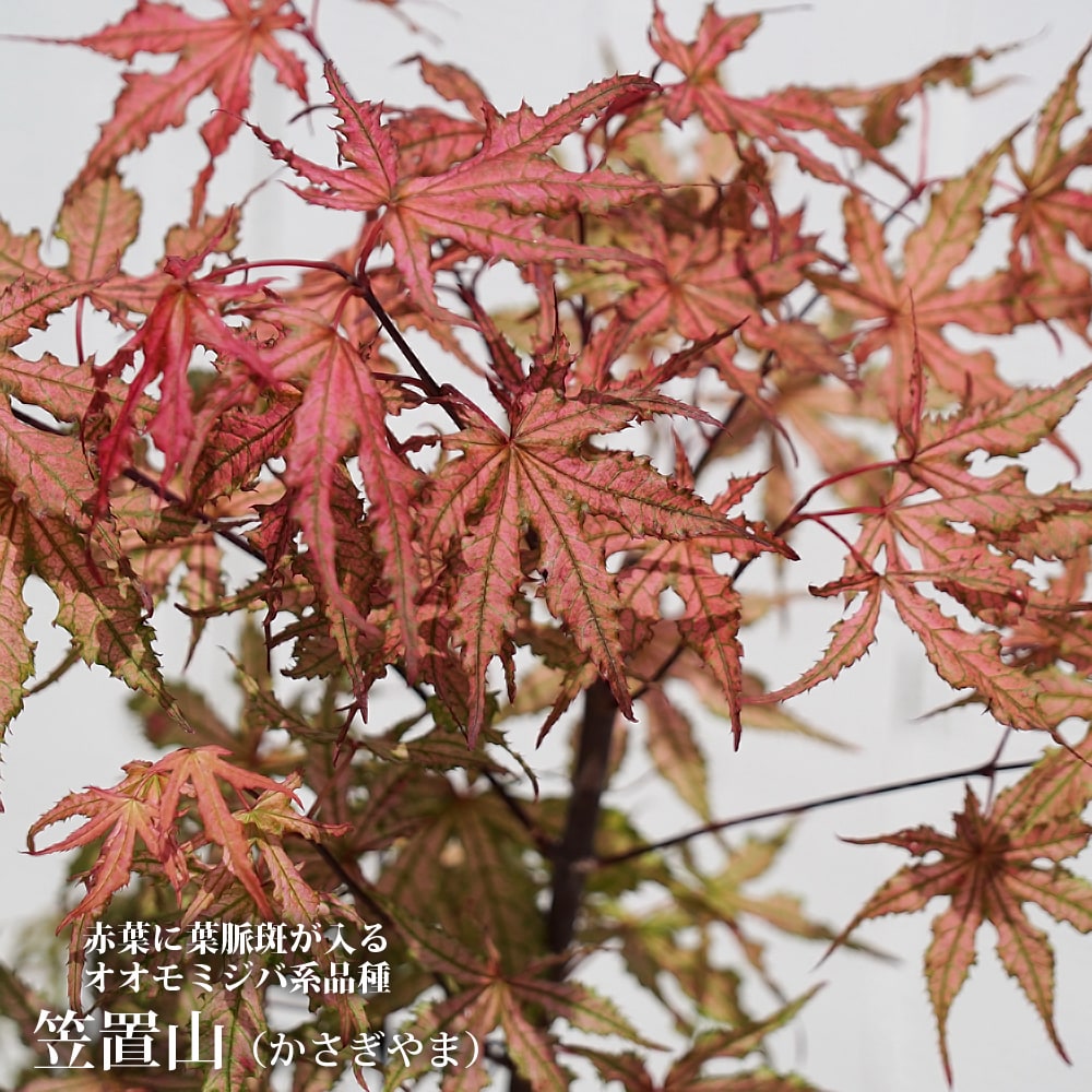 カエデ・もみじ オオモミジ系 笠置山の通販 おすすめ 苗木部 By 花