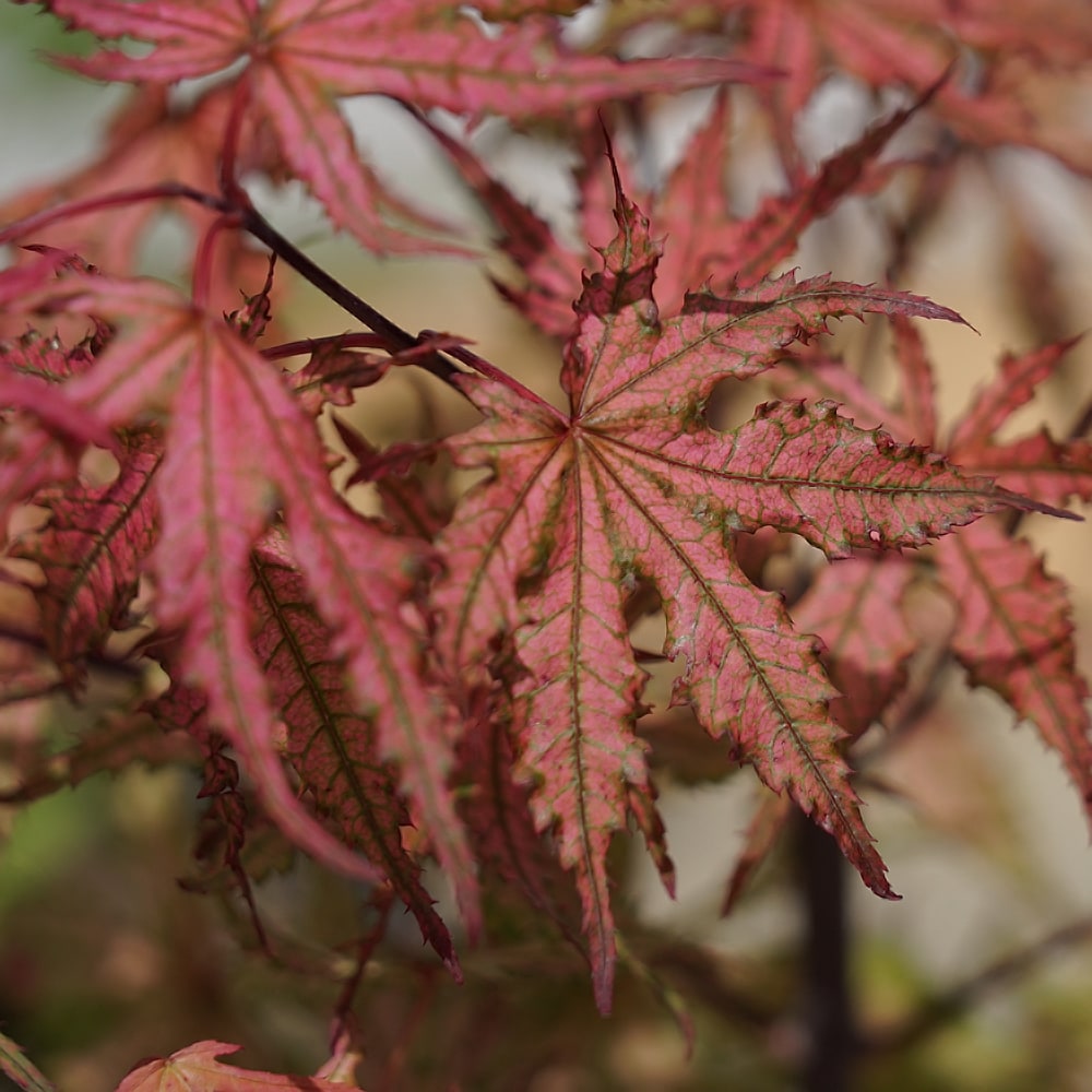 モミジ 笠置山 2