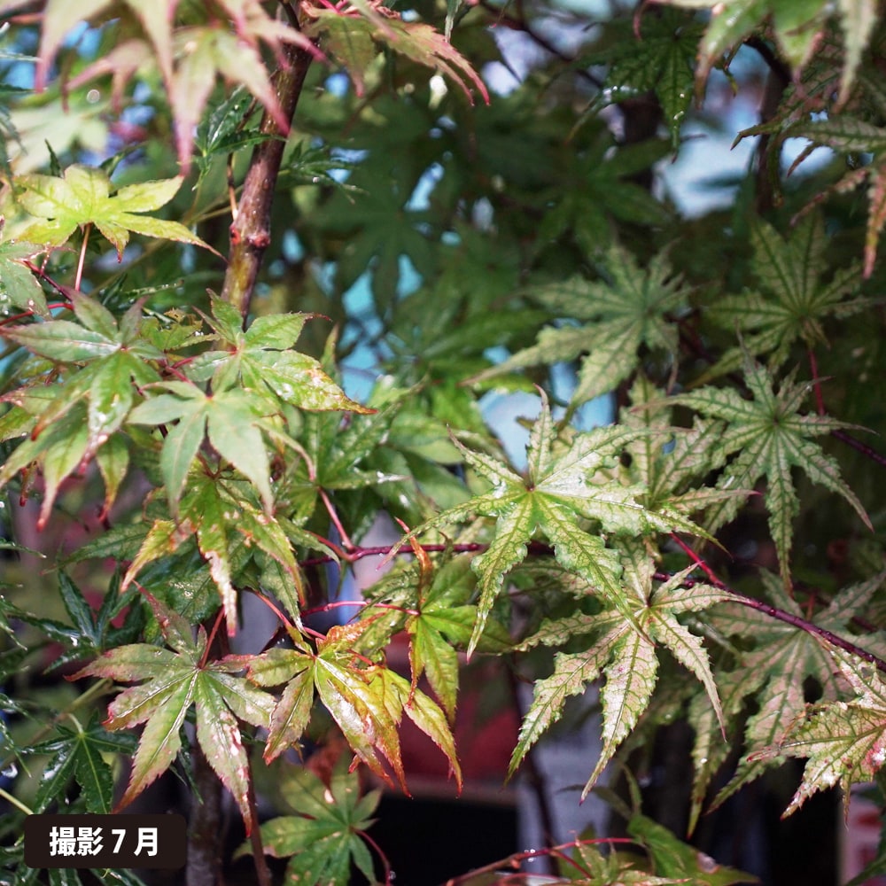 カエデ・もみじ オオモミジ系 笠置山の通販 おすすめ 苗木部 By 花