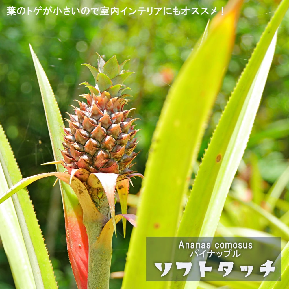 パイナップル ソフトタッチ 苗 販売 苗木部 By 花ひろばオンライン
