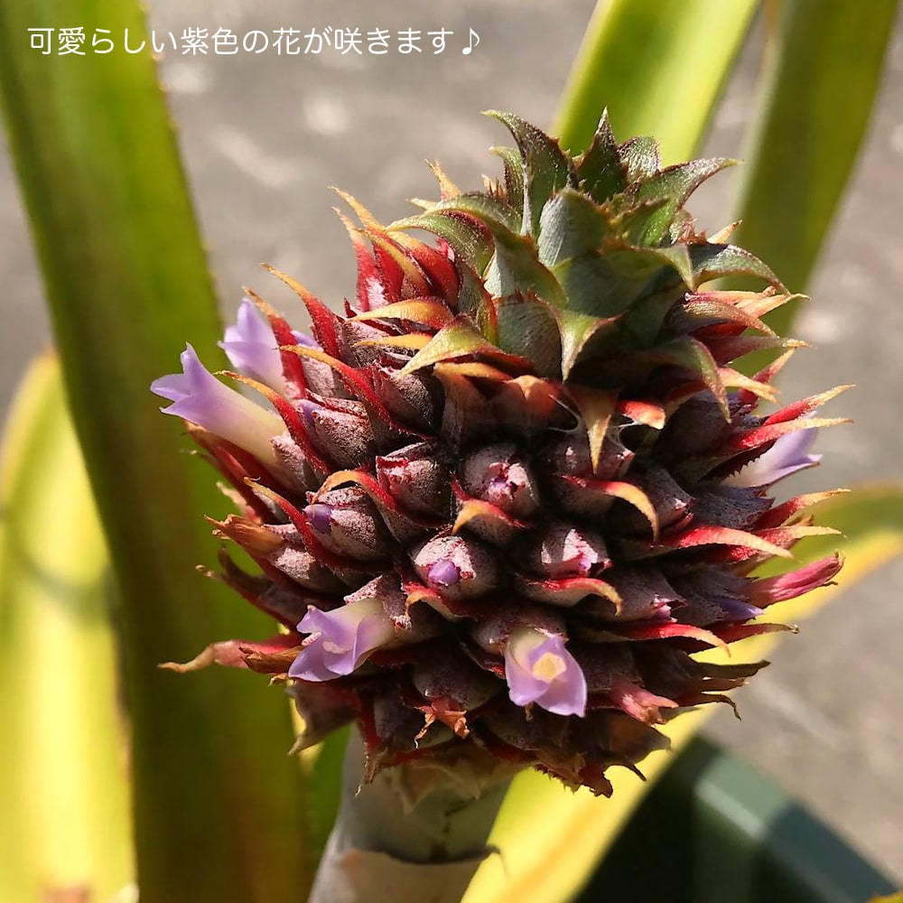 パイナップル ソフトタッチ 苗 販売 苗木部 By 花ひろばオンライン