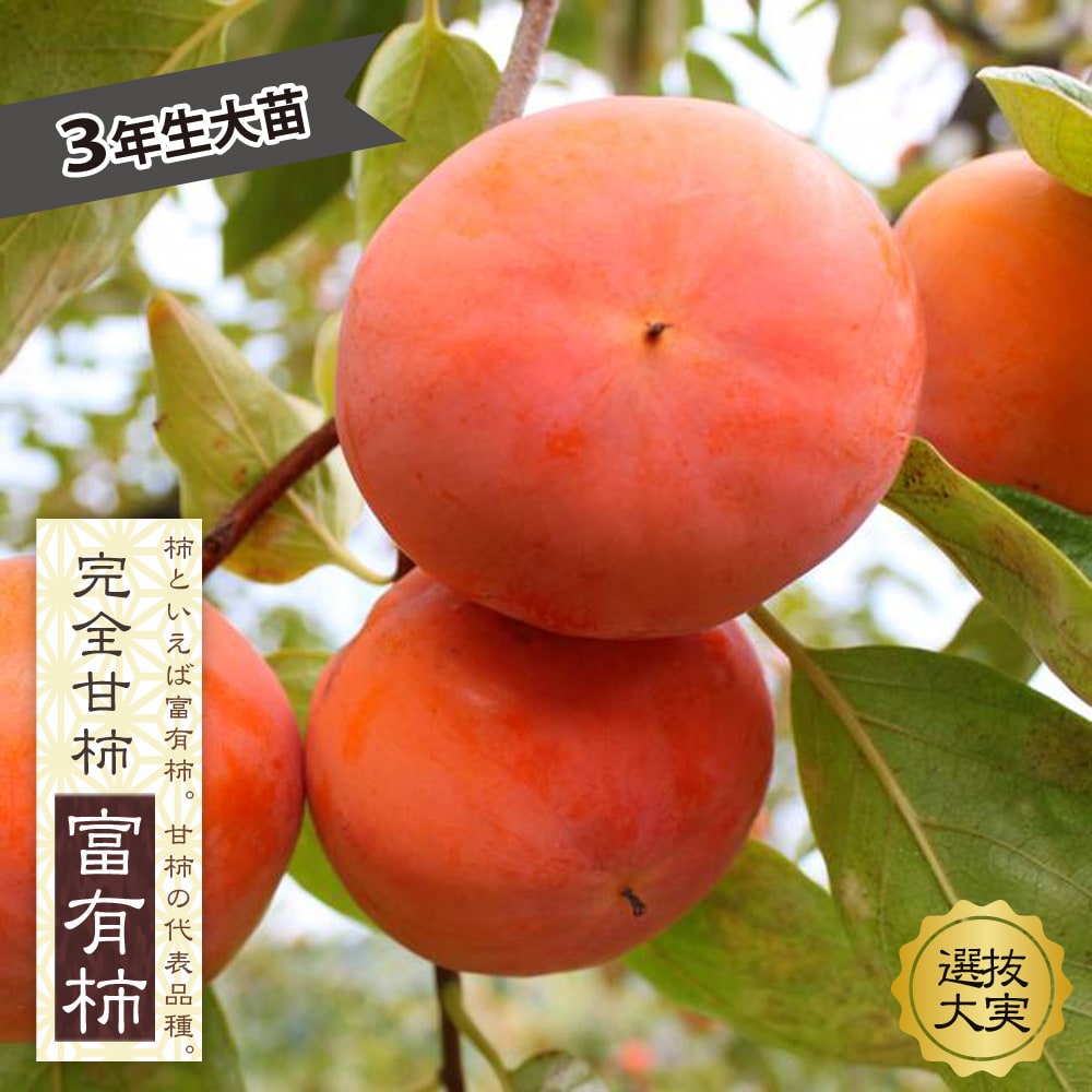 柿 選抜大実富有 