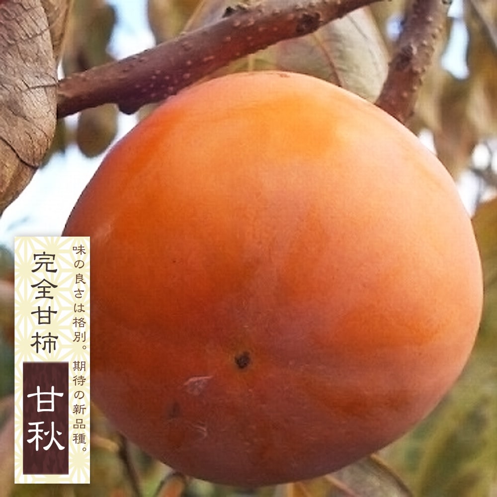 柿 甘秋 