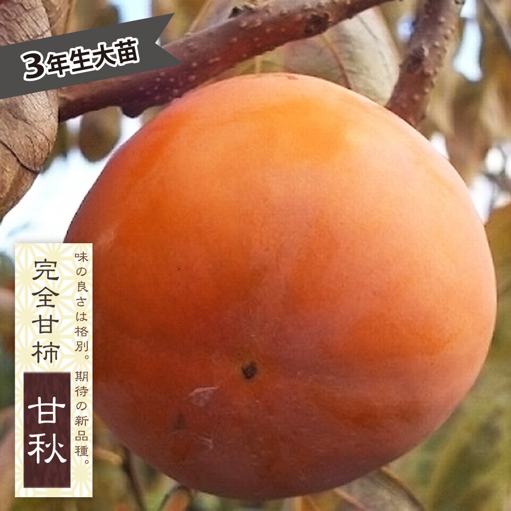 柿 甘秋 
