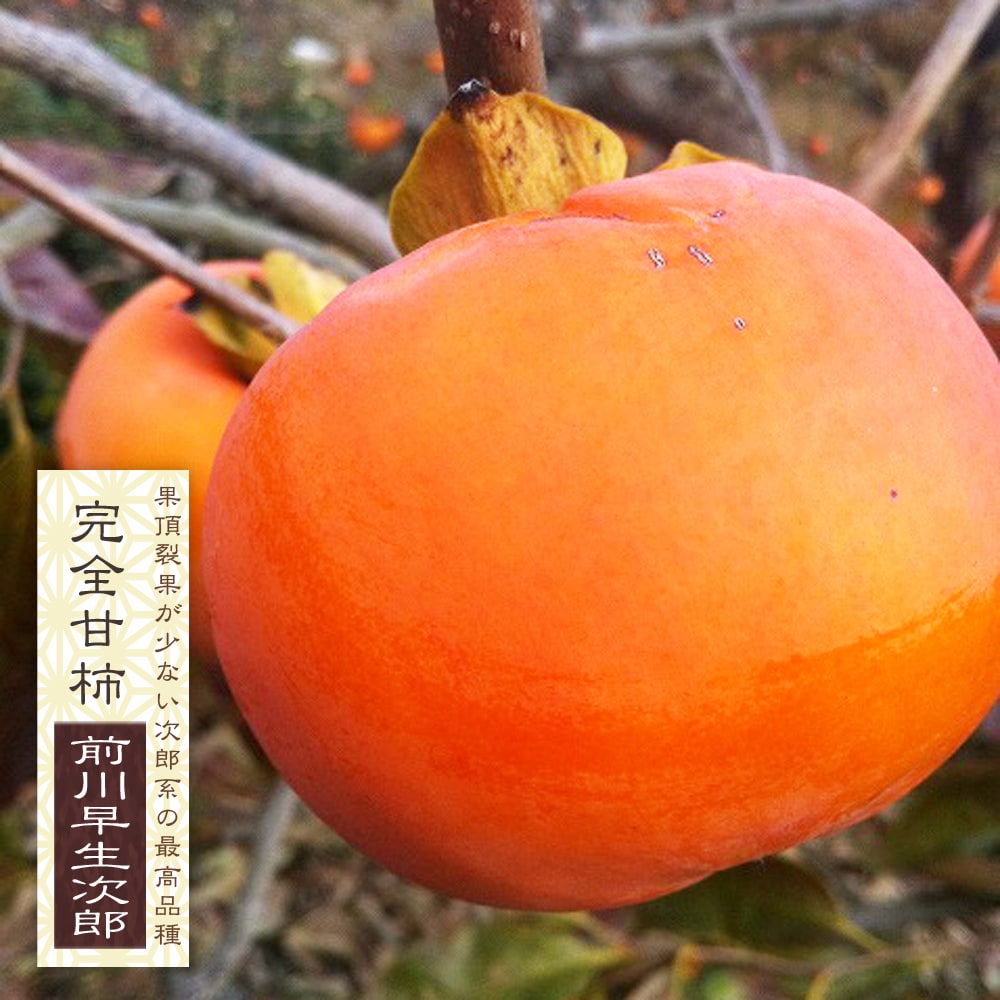 柿 前川早生次郎 