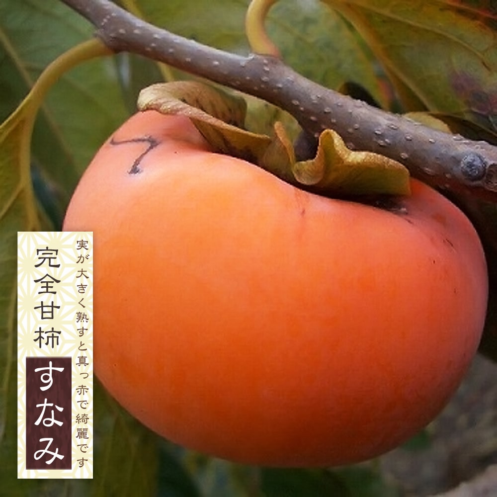 柿 すなみ 