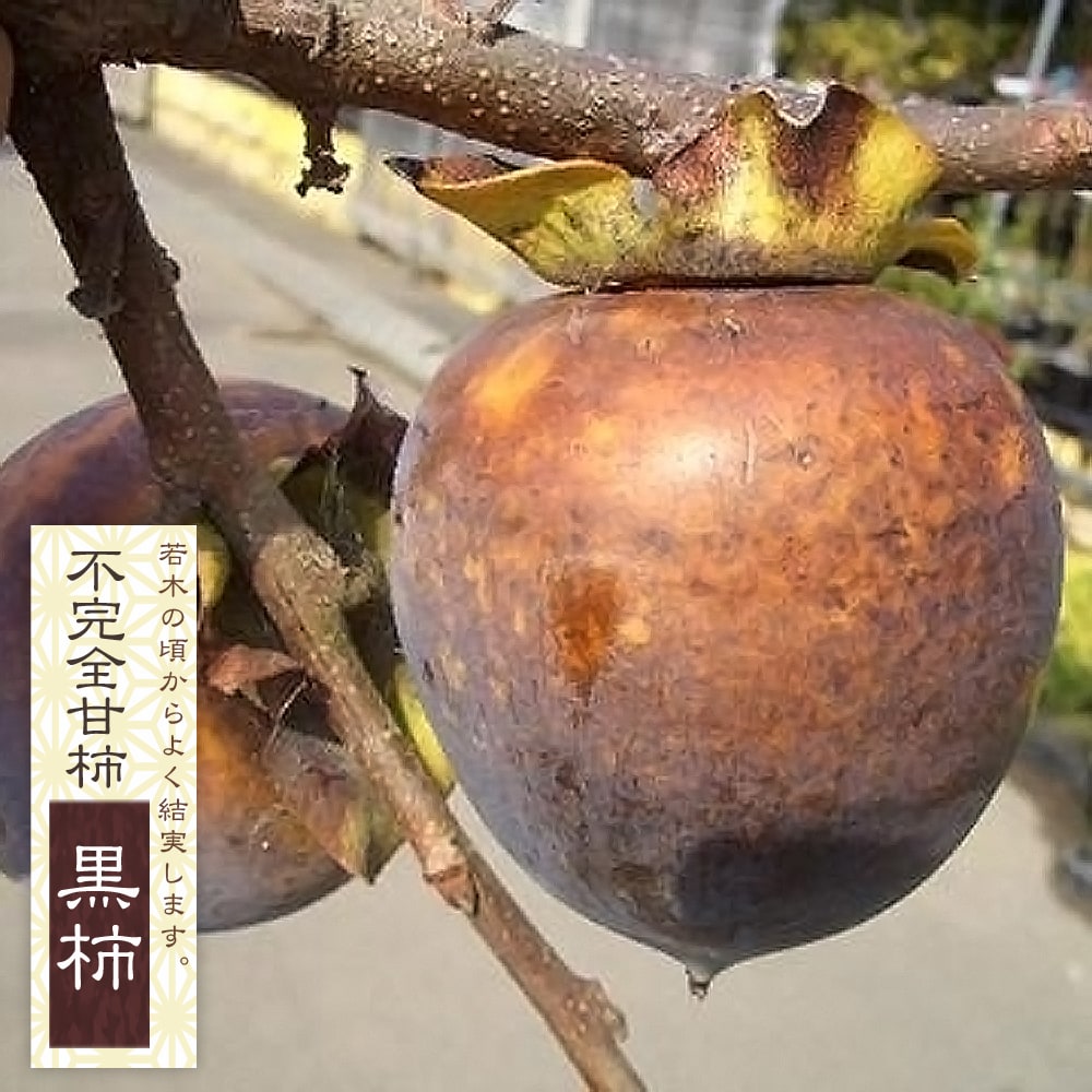 柿 不完全甘柿 黒柿の通販 おすすめ 苗木部 By 花ひろばオンライン