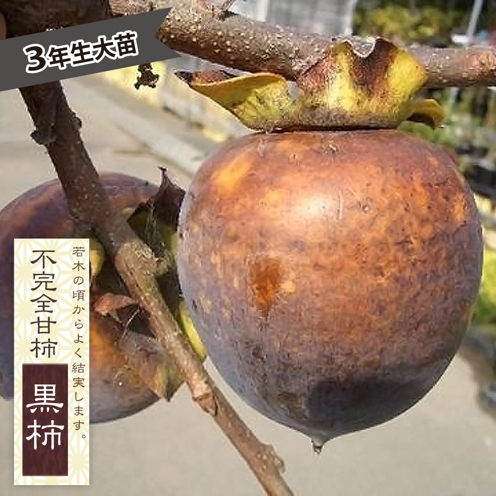 柿 黒柿 