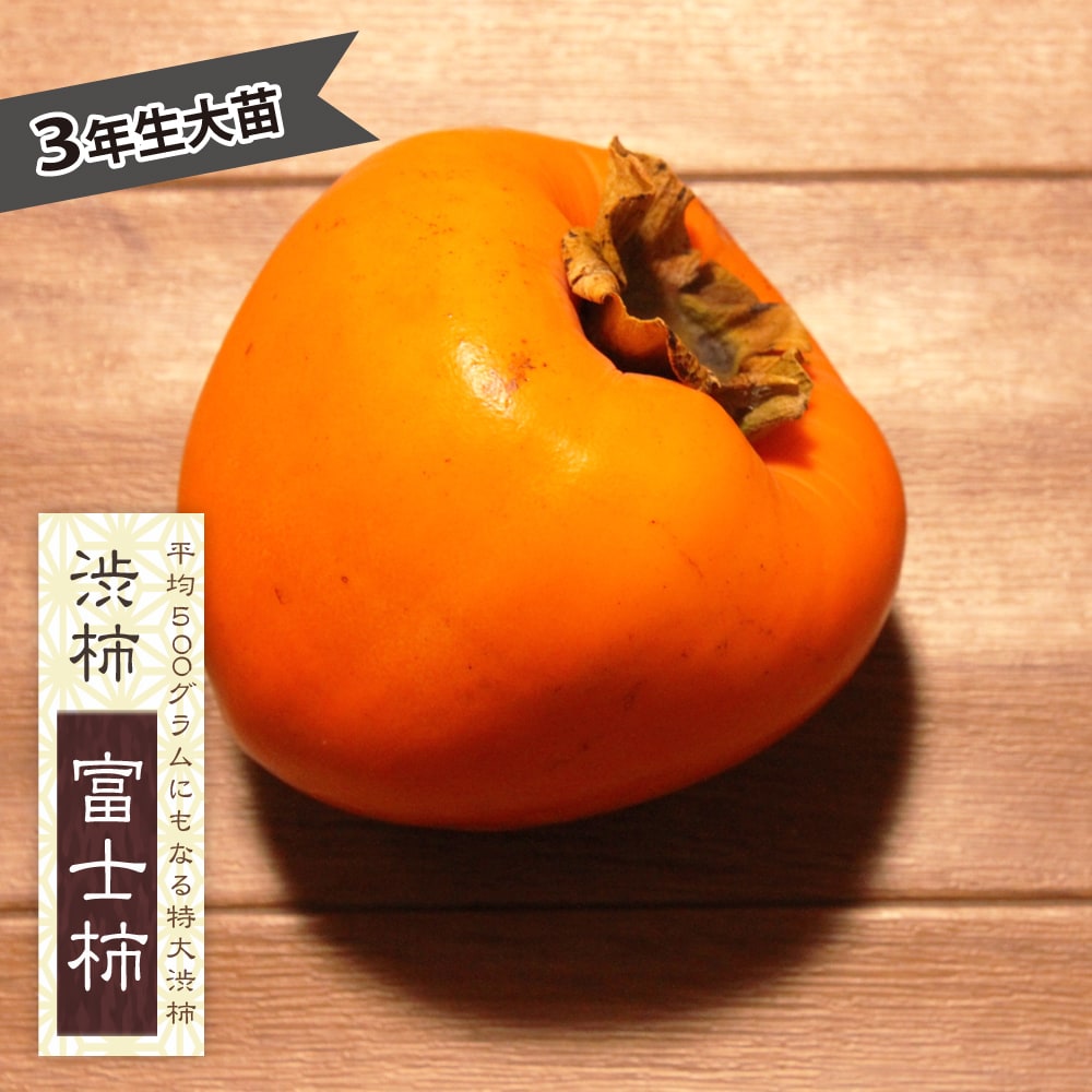 柿 富士柿 