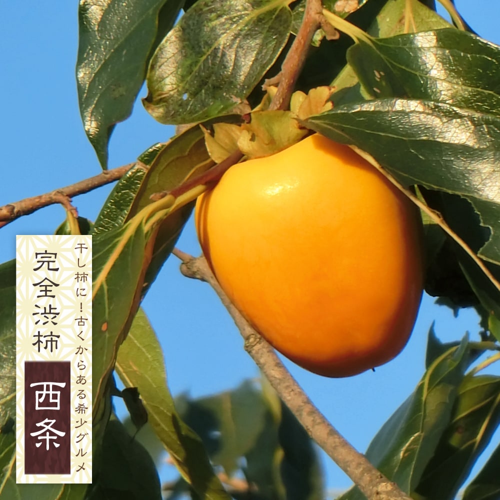 柿 西条柿 