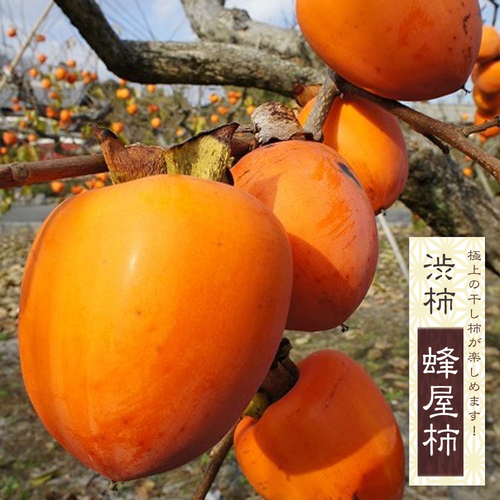 蜂屋柿 渋柿 苗 販売 苗木部 By 花ひろばオンライン