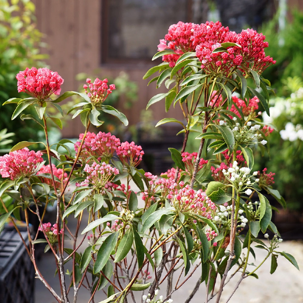 カルミア 紅白 6